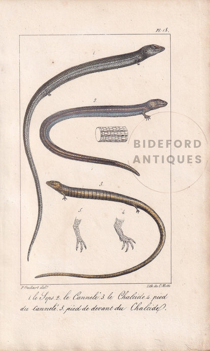 1834 SEPS & SKINKS LIZARDS Print - Hand-Coloured Antique Print - Lacepede - Lizard Wall Art - Animal Nature Gift Decor - 5.8 x 8.9 Inches