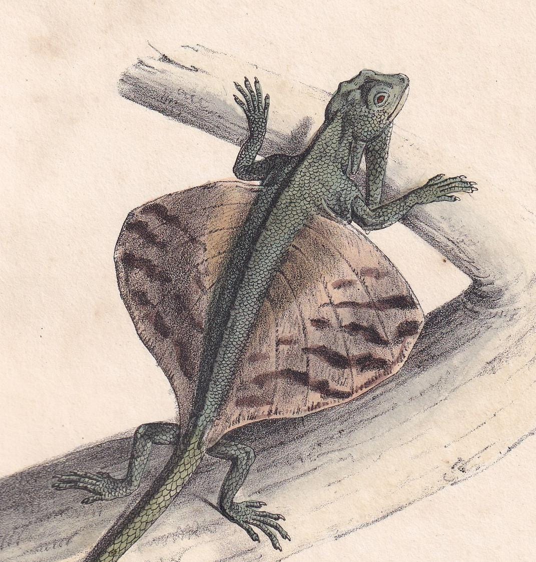 1834 FLYING DRAGON LIZARD Print - Hand-Coloured Antique Print - Lacepede - Lizard Wall Art - Animal Nature Gift Decor - 5.8 x