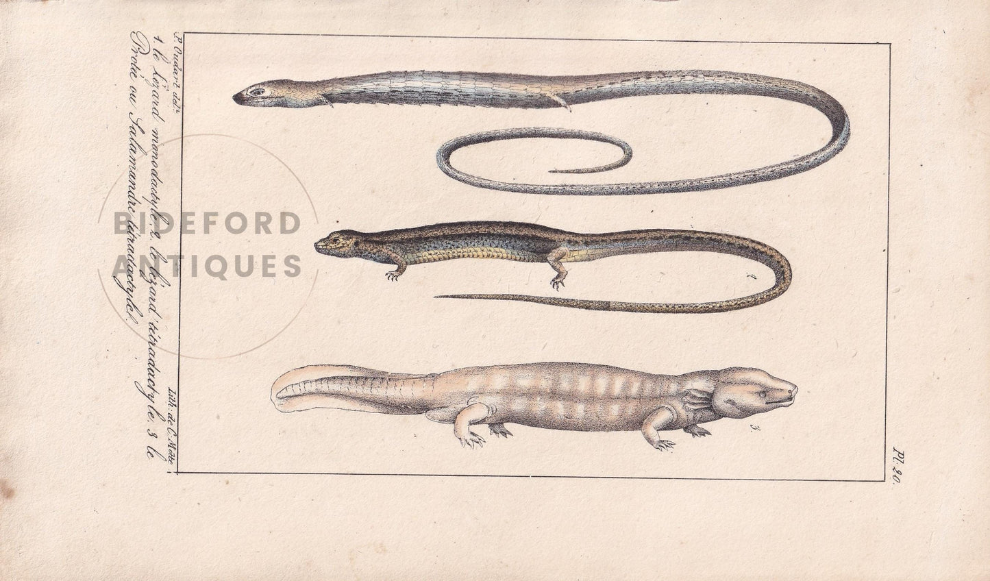 1834 SALAMANDER LIZARD Print - Hand-Coloured Antique Print - Lacepede - Lizard Wall Art - Animal Nature Gift Decor - 5.8 x 8.9 Inches