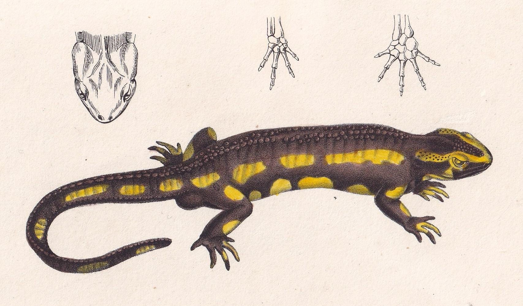 1834 FIRE SALAMANDER LIZARD Print - Hand-Coloured Antique Print - Lacepede - Lizard Wall Art - Animal Nature Gift Decor - 5.8 x 8.9 Inches