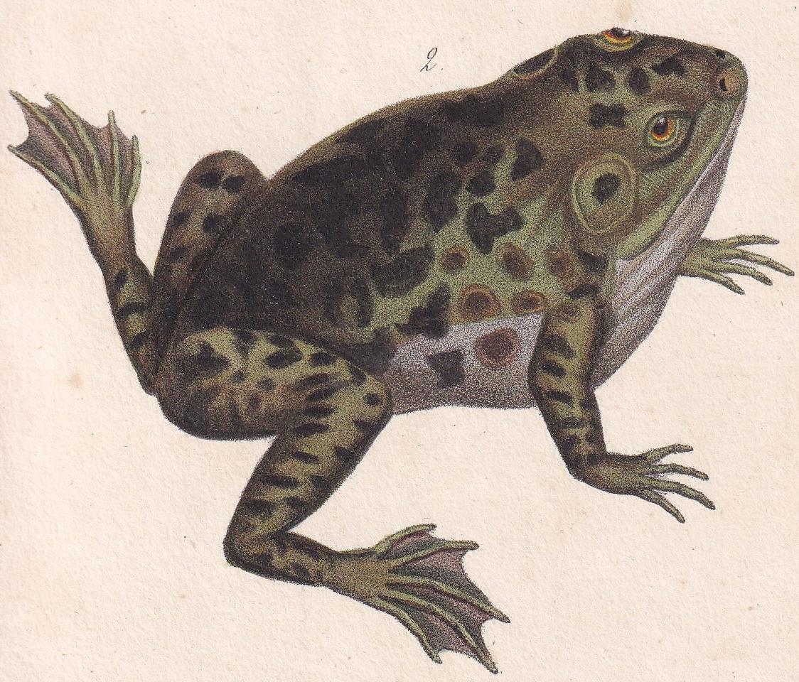 1834 FROG & BULLFROG Print - Hand-Coloured Antique Print - Lacepede - Lizard Wall Art - Animal Nature Gift Decor - 5.8 x 8.9 