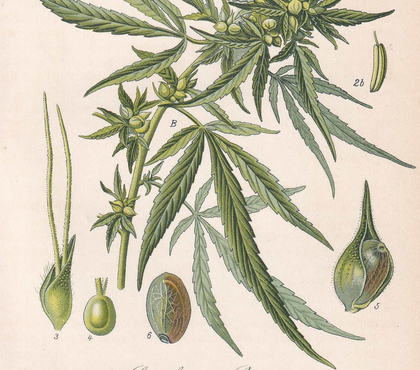 Rare! 1886 CANNABIS SATIVA Print - Botanical Print - Marijuana Illustration - Weed Wall Art - Antique Weed Print - 5.6 x 8.75 Inches