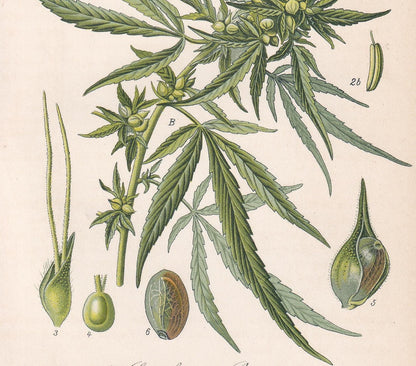 Rare! 1886 CANNABIS SATIVA Print - Botanical Print - Marijuana Illustration - Weed Wall Art - Antique Weed Print - 5.6 x 8.75 Inches