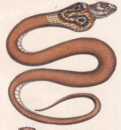 1834 INDIAN COBRA SNAKE Print - Hand-Coloured Antique Print - Lacepede - Snake Wall Art - Animal Nature Gift Decor - 5.8 x 8.