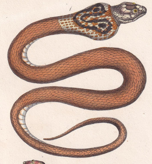 1834 INDIAN COBRA SNAKE Print - Hand-Coloured Antique Print - Lacepede - Snake Wall Art - Animal Nature Gift Decor - 5.8 x 8.