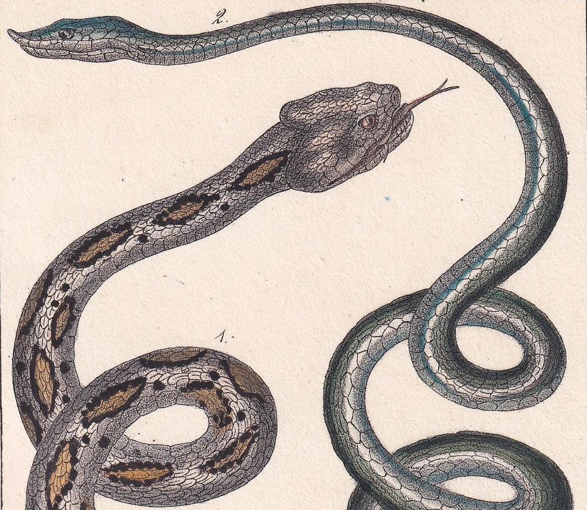 1834 BRAZIL VINE SNAKE Print - Hand-Coloured Antique Print - Lacepede - Snake Wall Art - Animal Nature Gift Decor - 5.8 x 8.9