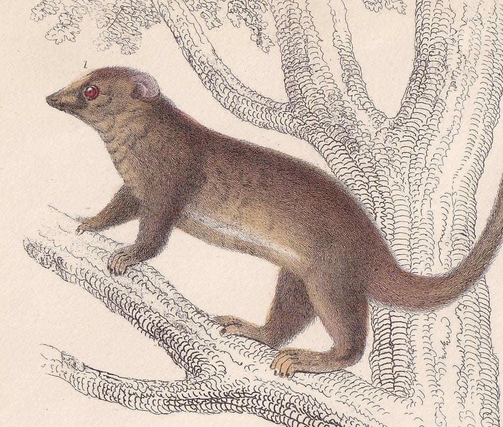 1850 GALAGO & TARSIER MONKEY Print - Original Hand-Coloured Engraving - Galago Wall Art - Antique Tarsier - Monkey Decor - 10