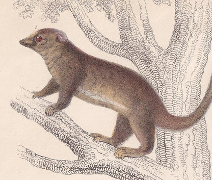 1850 GALAGO & TARSIER MONKEY Print - Original Hand-Coloured Engraving - Galago Wall Art - Antique Tarsier - Monkey Decor - 10