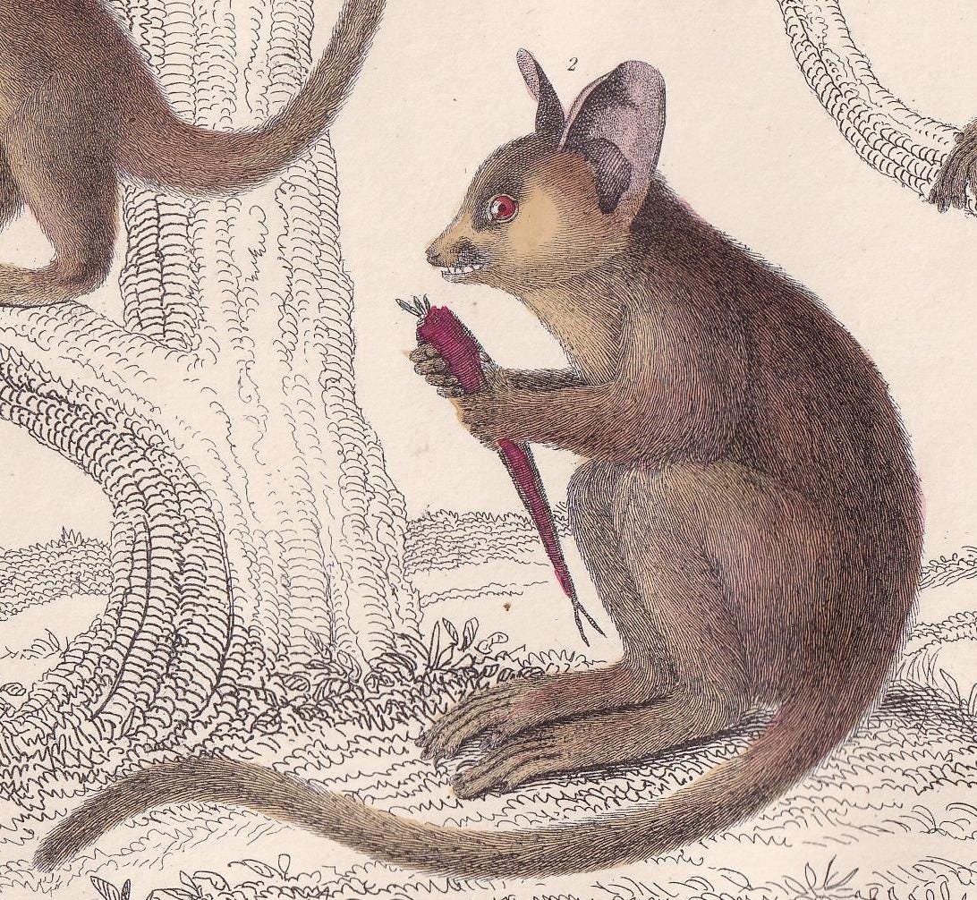 1850 GALAGO & TARSIER MONKEY Print - Original Hand-Coloured Engraving - Galago Wall Art - Antique Tarsier - Monkey Decor - 10
