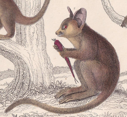 1850 GALAGO & TARSIER MONKEY Print - Original Hand-Coloured Engraving - Galago Wall Art - Antique Tarsier - Monkey Decor - 10