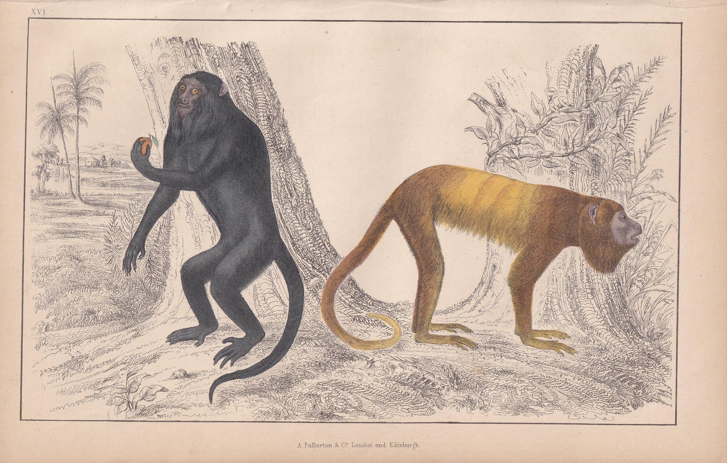 1850 HOWLER MONKEYS Print - Royal & Golden-Tailed - Original Hand-Coloured Engraving - Monkey Wall Art - Monkey Decor - 10 x 6.4 Inches