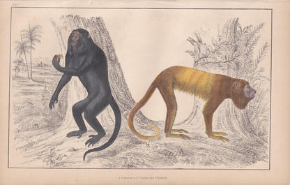 1850 HOWLER MONKEYS Print - Royal & Golden-Tailed - Original Hand-Coloured Engraving - Monkey Wall Art - Monkey Decor - 10 x 6.4 Inches