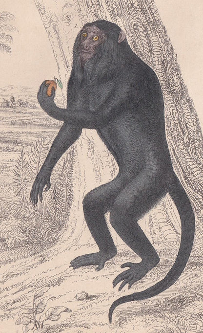 1850 HOWLER MONKEYS Print - Royal & Golden-Tailed - Original Hand-Coloured Engraving - Monkey Wall Art - Monkey Decor - 10 x 6.4 Inches