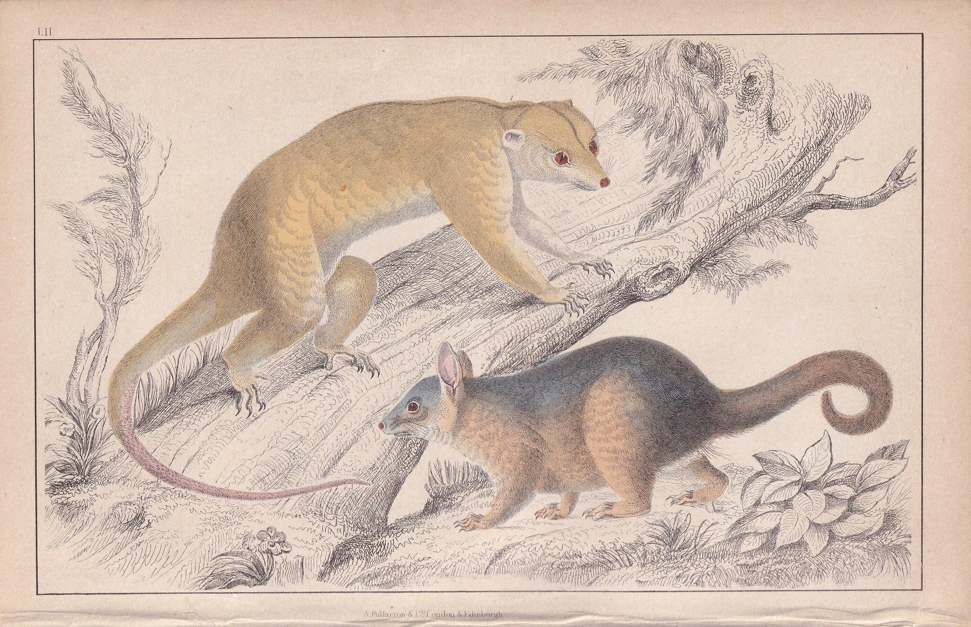 1850 CUSCUS POSSUM Print - Original Antique Hand-Coloured Engraving - Possum Wall Art - Possum Decor - Australian Animal - 10 x 6.4 Inches