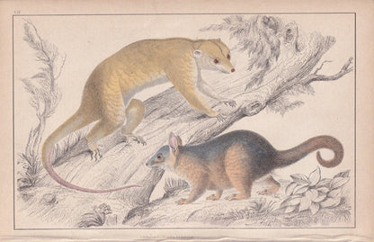 1850 CUSCUS POSSUM Print - Original Antique Hand-Coloured Engraving - Possum Wall Art - Possum Decor - Australian Animal - 10 x 6.4 Inches