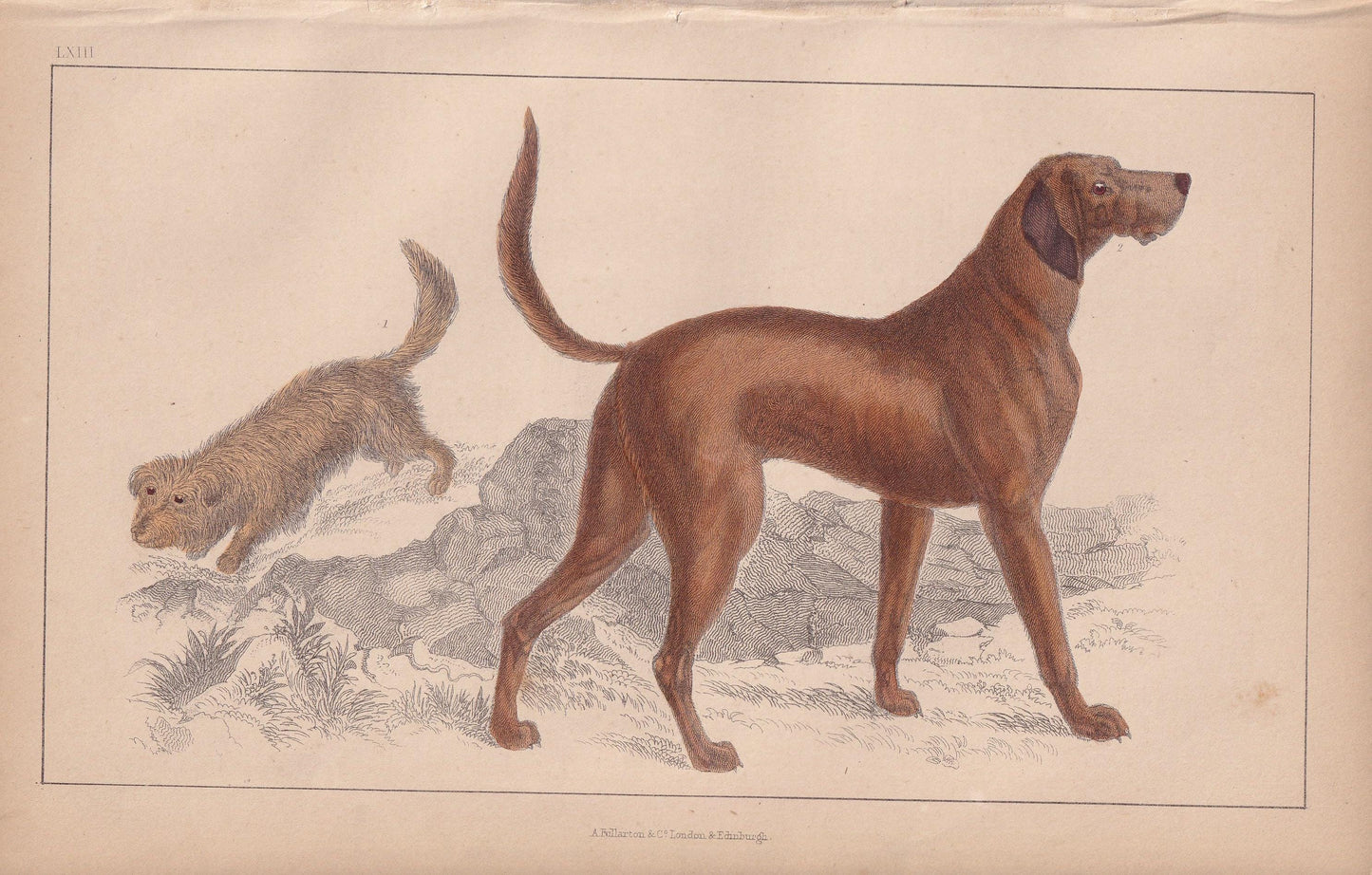 1850 SKYE TERRIER & BLOODHOUND Print - Original Antique Hand-Coloured Engraving - Dog Wall Art - Dog Decor - Gift Dog Mom - 10 x 6.4 Inches