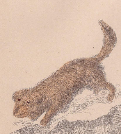 1850 SKYE TERRIER & BLOODHOUND Print - Original Antique Hand-Coloured Engraving - Dog Wall Art - Dog Decor - Gift Dog Mom - 10 x 6.4 Inches