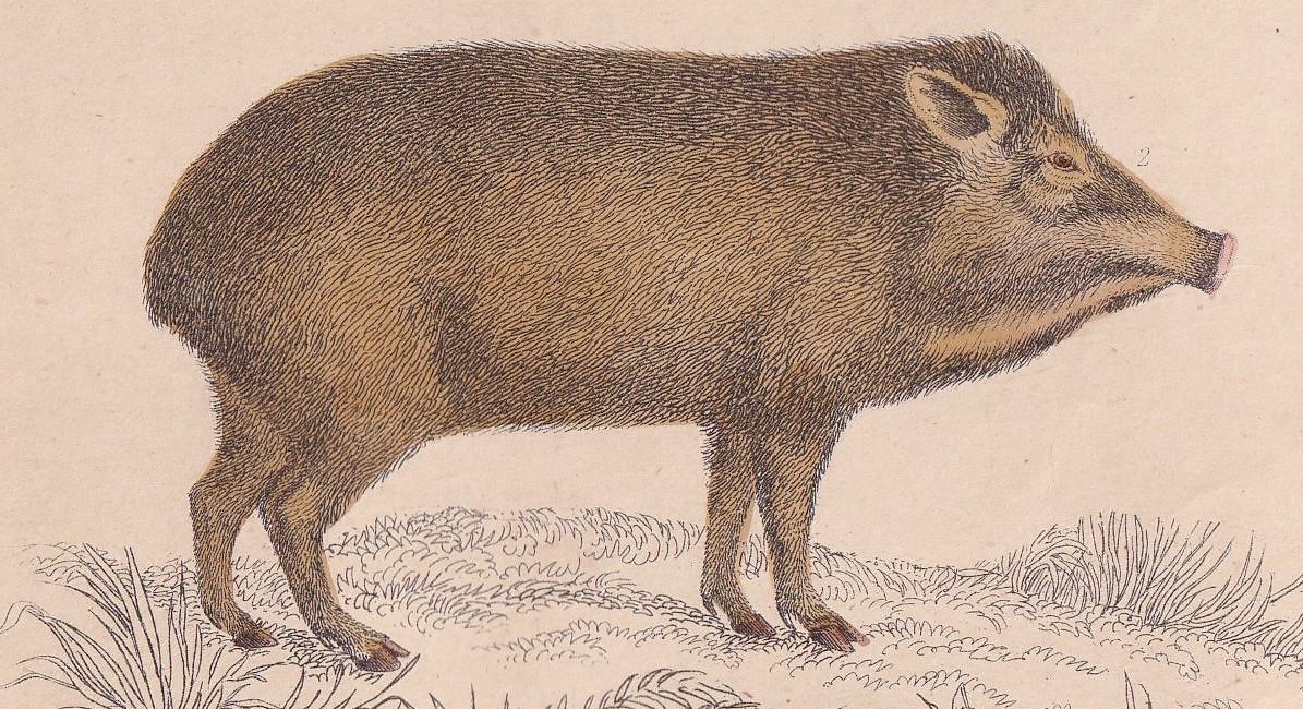 1850 HOG, PIGS, & BOAR Print - Original Antique Hand-Coloured Engraving - Pig Wall Art - Pig Decor - Wild Boar Art - 10 x 6.4 Inches