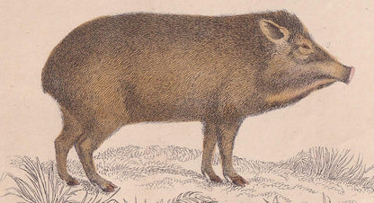 1850 HOG, PIGS, & BOAR Print - Original Antique Hand-Coloured Engraving - Pig Wall Art - Pig Decor - Wild Boar Art - 10 x 6.4 Inches