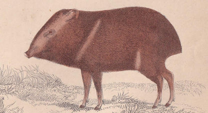 1850 HOG, PIGS, & BOAR Print - Original Antique Hand-Coloured Engraving - Pig Wall Art - Pig Decor - Wild Boar Art - 10 x 6.4 Inches