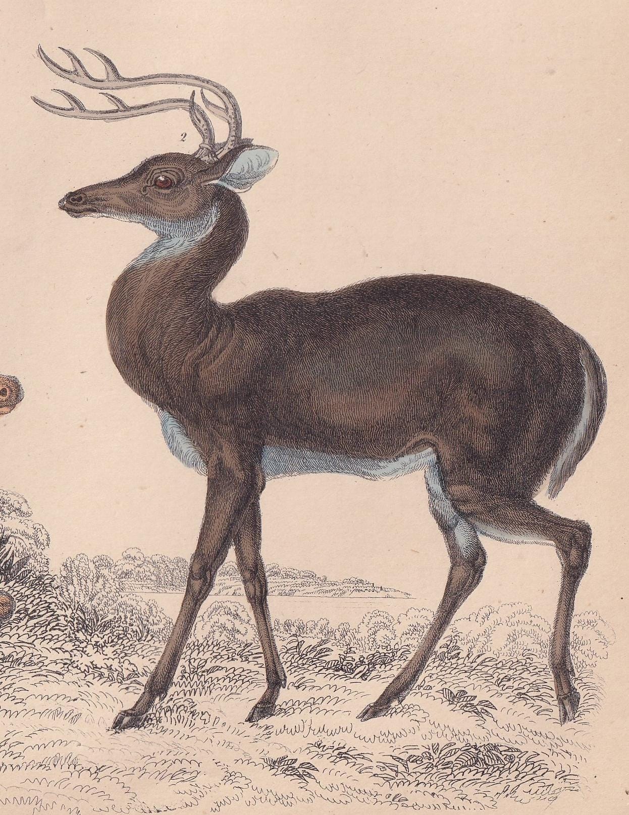 1850 DEER Print - Original Antique Hand-Coloured Engraving - Deer Wall Art - Deer Decor - Fallow Deer Art - 10 x 6.4 Inches
