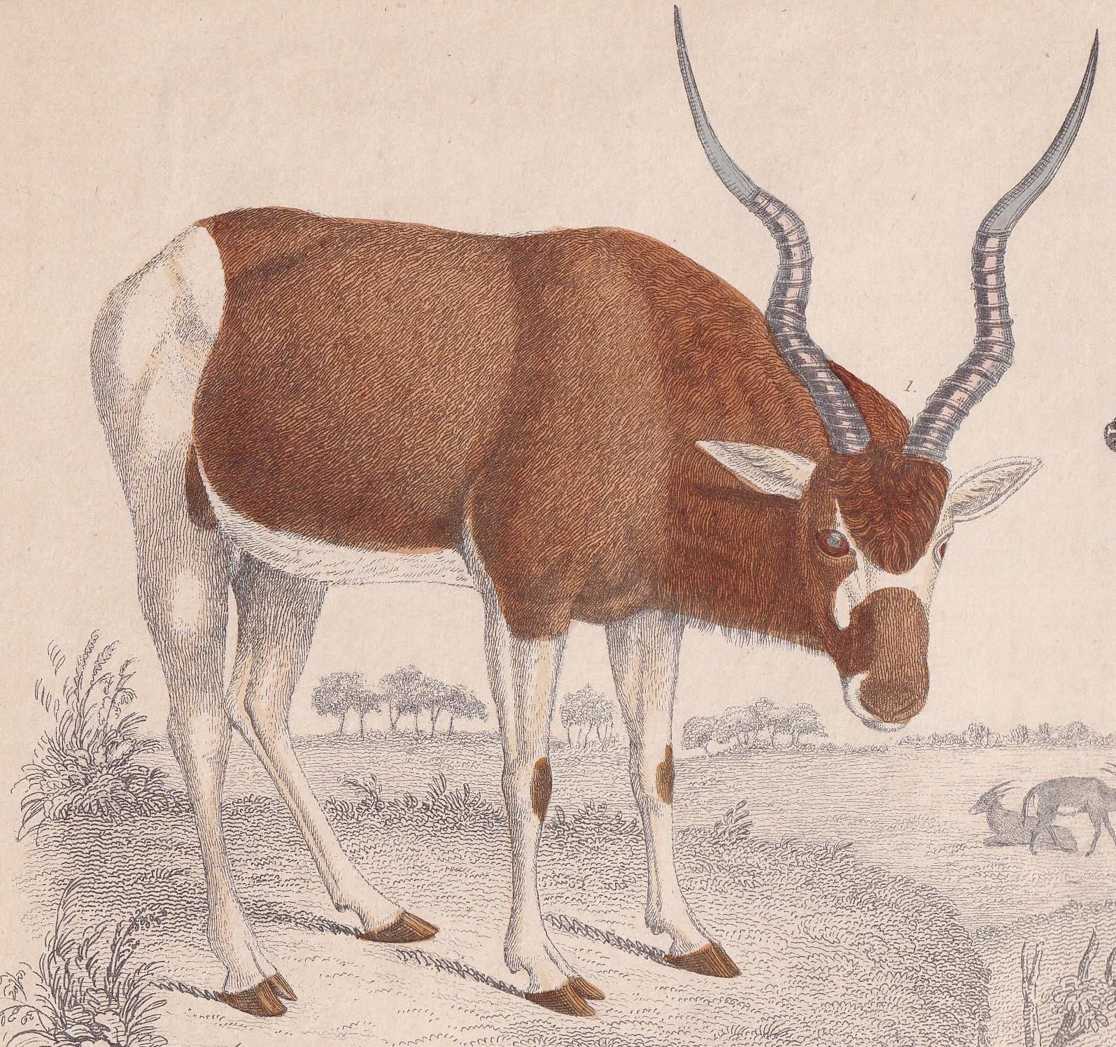 1850 ADDAX & SABLE ANTELOPE Print - Original Antique Hand-Coloured Engraving - Pig Wall Art - Pig Decor - Wild Boar Art - 10 x 6.4 Inches