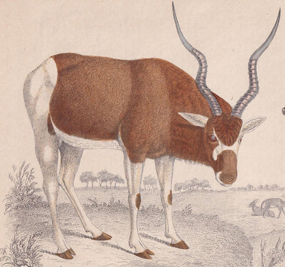 1850 ADDAX & SABLE ANTELOPE Print - Original Antique Hand-Coloured Engraving - Pig Wall Art - Pig Decor - Wild Boar Art - 10 x 6.4 Inches