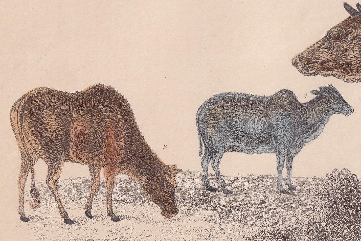 1850 ZEBU COWS Print - Male and Female - Original Antique Hand-Coloured Engraving - Cow Wall Art - Cow Decor - Zebu Cow - 10 x 6.4 Inches