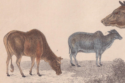 1850 ZEBU COWS Print - Male and Female - Original Antique Hand-Coloured Engraving - Cow Wall Art - Cow Decor - Zebu Cow - 10 x 6.4 Inches