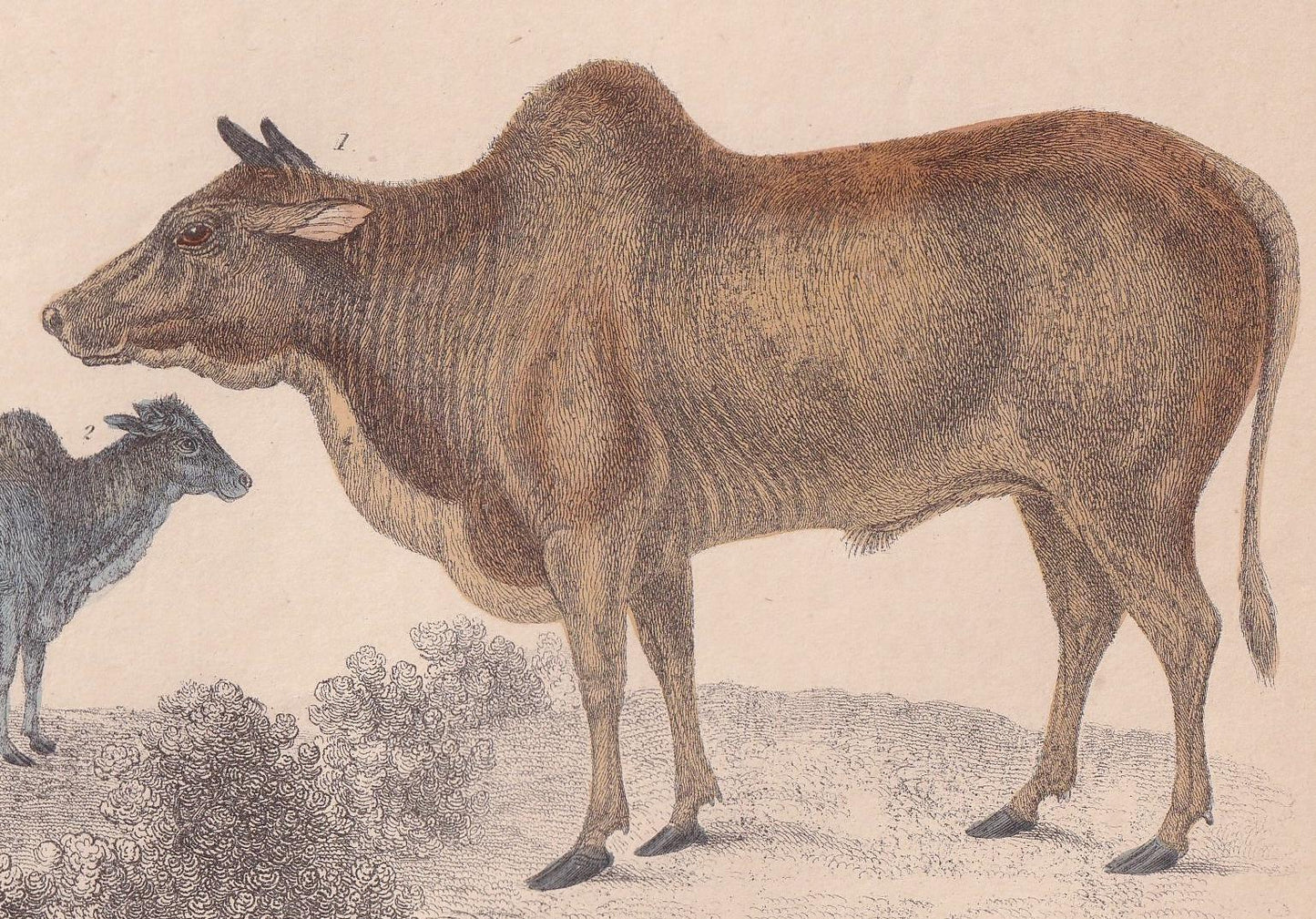 1850 ZEBU COWS Print - Male and Female - Original Antique Hand-Coloured Engraving - Cow Wall Art - Cow Decor - Zebu Cow - 10 x 6.4 Inches