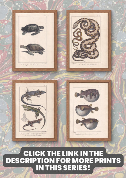 1834 ASP & SMOOTH SNAKE Print - Hand-Coloured Antique Print - Lacepede - Snake Wall Art - Animal Nature Gift Decor - 5.8 x 8.9 Inches