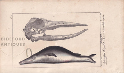 1834 RORQUAL WHALE Print - Baleen - Hand-Coloured Antique Print - Lacepede - Whale Wall Art - Animal Nature Gift - 5.8 x 8.9 Inches