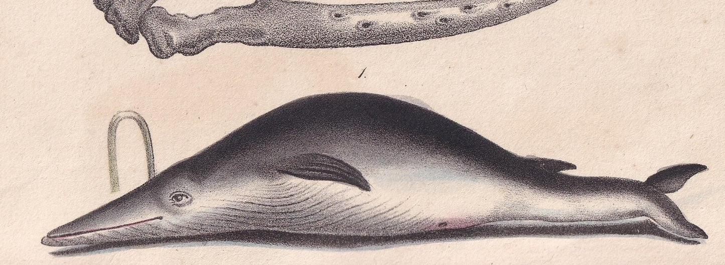 1834 RORQUAL WHALE Print - Baleen - Hand-Coloured Antique Print - Lacepede - Whale Wall Art - Animal Nature Gift - 5.8 x 8.9 Inches