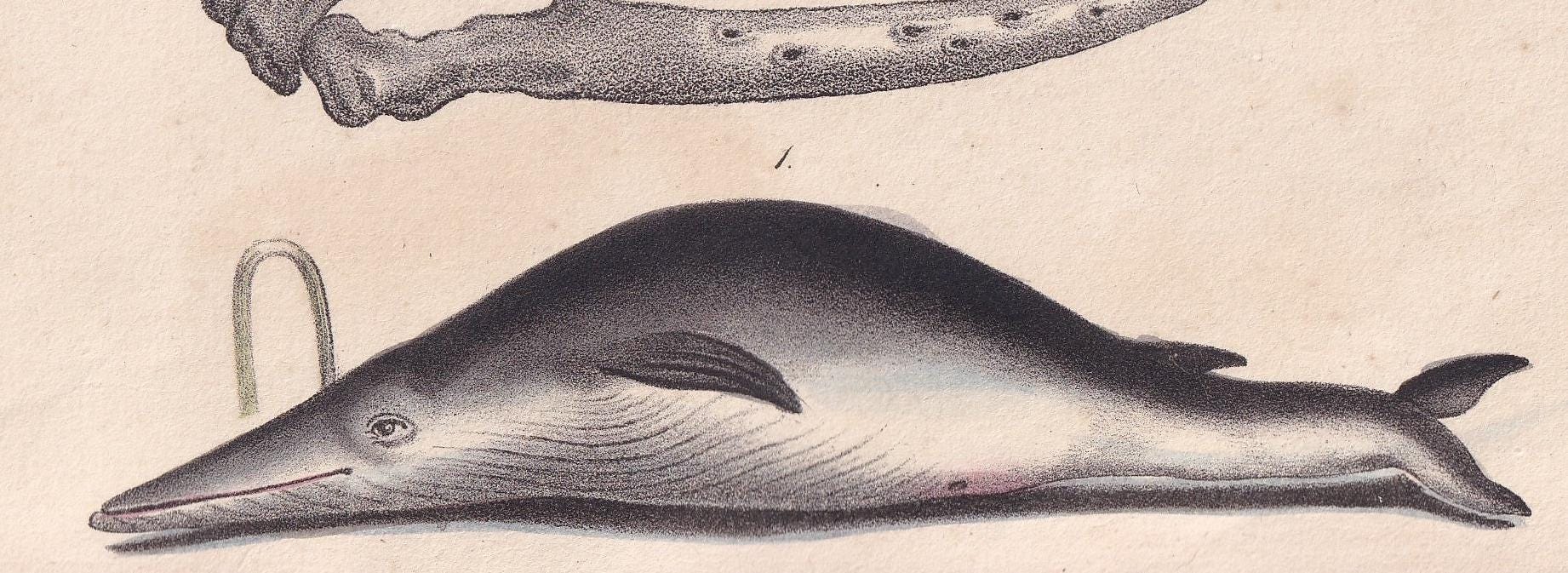 1834 RORQUAL WHALE Print - Baleen - Hand-Coloured Antique Print - Lacepede - Whale Wall Art - Animal Nature Gift - 5.8 x 8.9 Inches