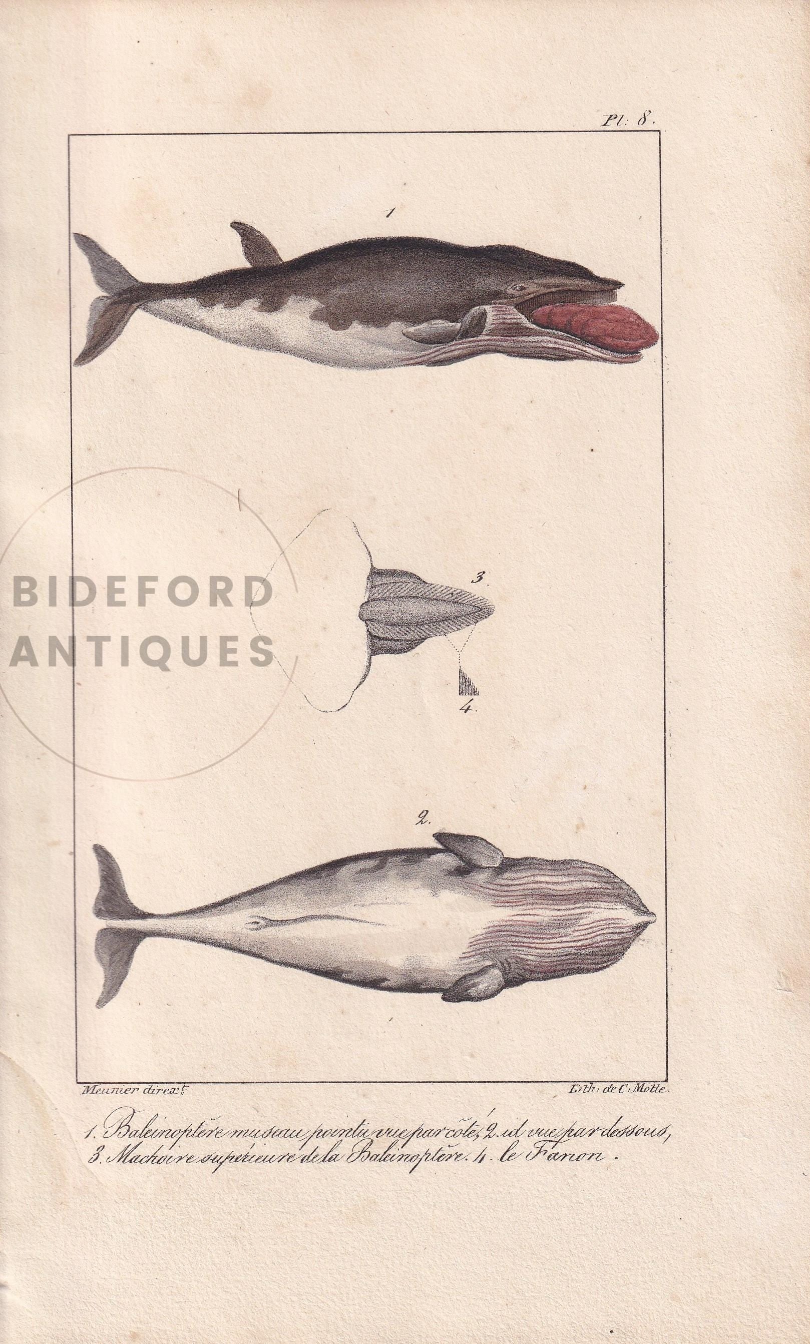 1834 MINKE WHALE Print - Baleen - Hand-Coloured Antique Print - Lacepede - Whale Wall Art - Animal Nature Gift - 5.8 x 8.9 Inches