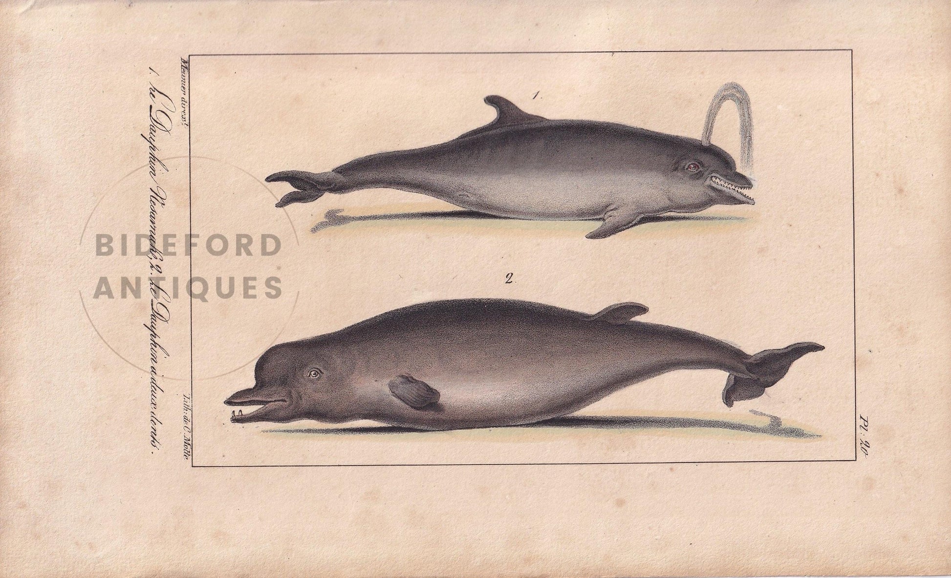1834 BOTTLENOSE DOLPHIN Print - Hand-Coloured Antique Print - Lacepede - Whale Wall Art - Animal Nature Gift - 5.8 x 8.9 Inches
