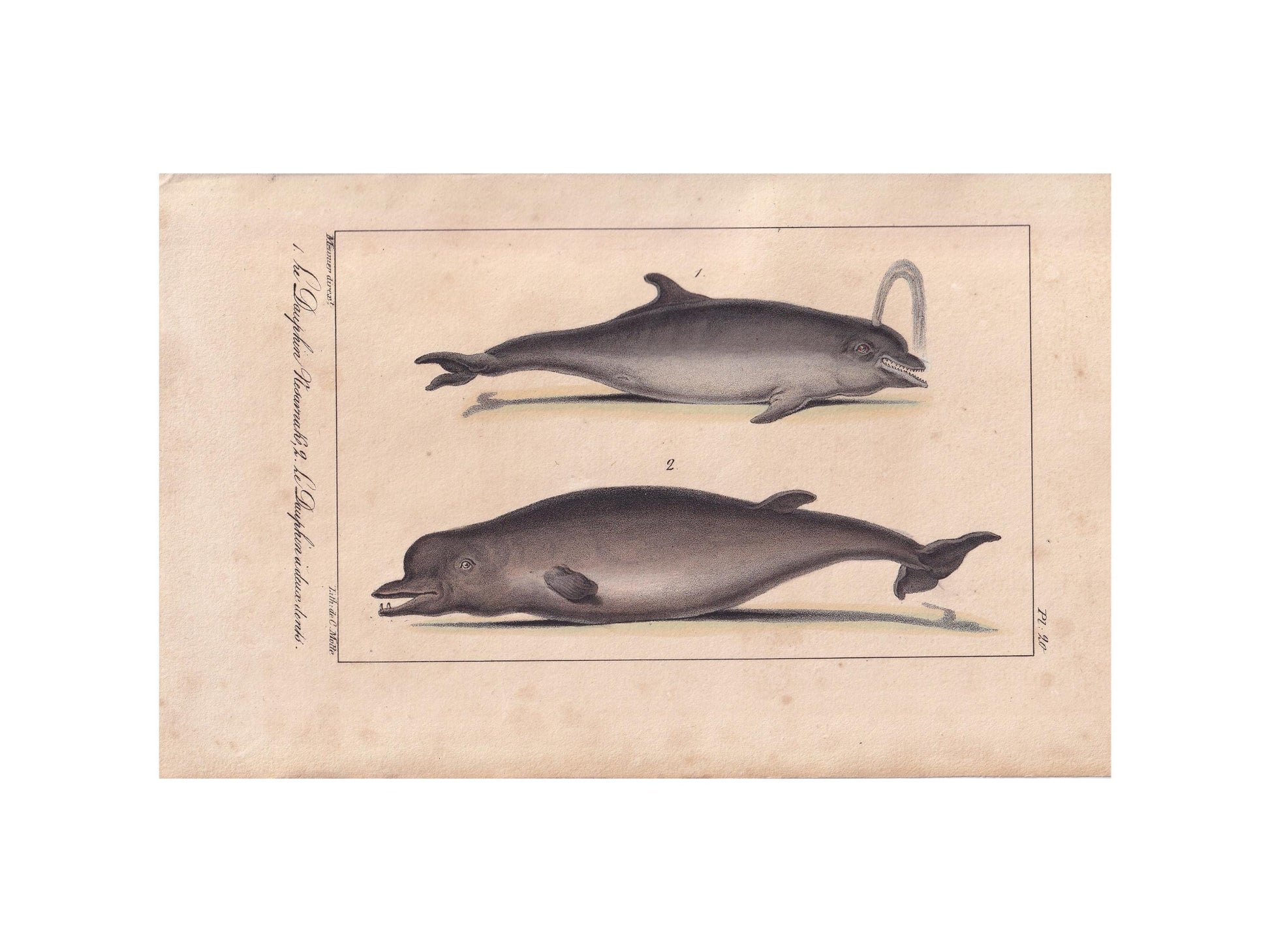 1834 BOTTLENOSE DOLPHIN Print - Hand-Coloured Antique Print - Lacepede - Whale Wall Art - Animal Nature Gift - 5.8 x 8.9 Inches