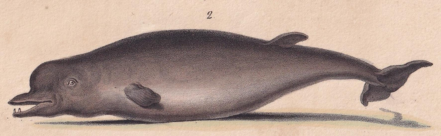 1834 BOTTLENOSE DOLPHIN Print - Hand-Coloured Antique Print - Lacepede - Whale Wall Art - Animal Nature Gift - 5.8 x 8.9 Inches