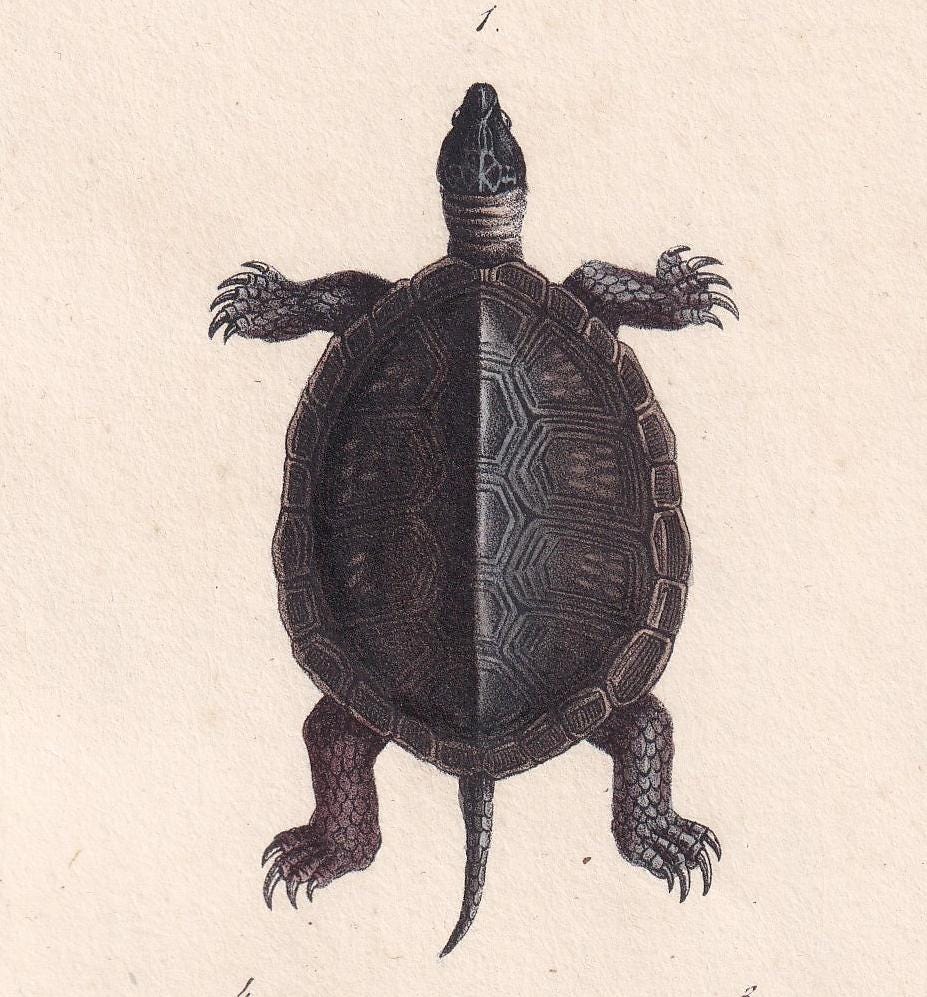 1834 TURTLE & YELLOW TORTOISE Print - Hand-Coloured Antique Print - Lacepede - Tortoise Wall Art - Animal Nature Gift - 5.8 x