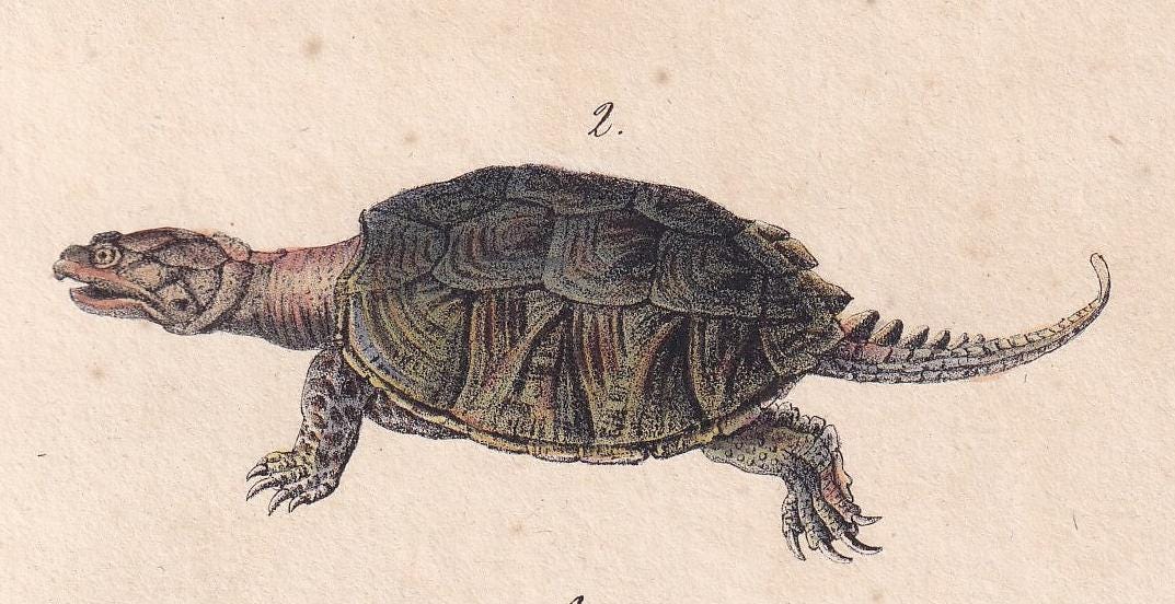 1834 TORTOISE & SNAPPING TURTLE Print - Hand-Coloured Antique Print - Lacepede - Tortoise Wall Art - Animal Nature Gift - 5.8 x 8.9 Inches