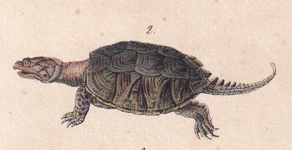 1834 TORTOISE & SNAPPING TURTLE Print - Hand-Coloured Antique Print - Lacepede - Tortoise Wall Art - Animal Nature Gift - 5.8 x 8.9 Inches