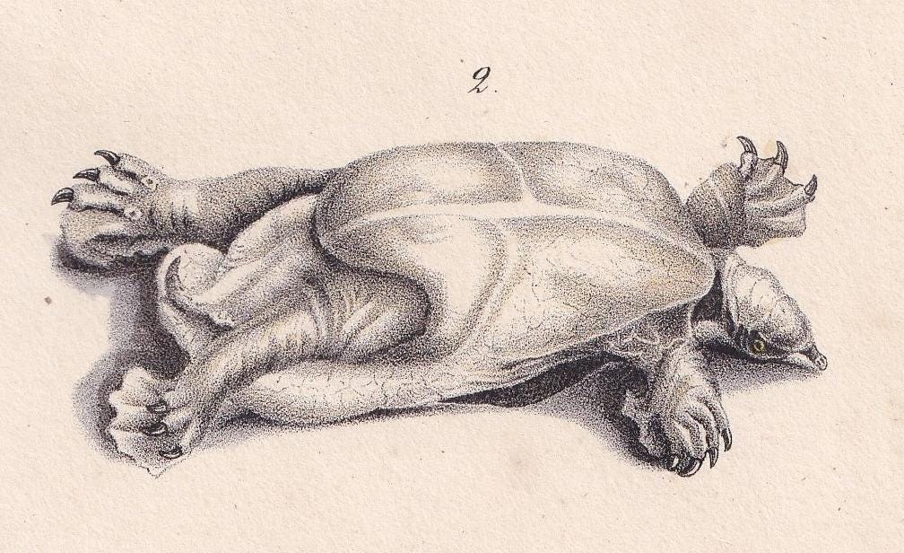 1834 SPINY SOFTSHELL TURTLE Print - Hand-Coloured Antique Print - Lacepede - Tortoise Wall Art - Animal Nature Gift - 5.8 x 8.9 Inches