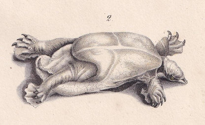 1834 SPINY SOFTSHELL TURTLE Print - Hand-Coloured Antique Print - Lacepede - Tortoise Wall Art - Animal Nature Gift - 5.8 x 8.9 Inches