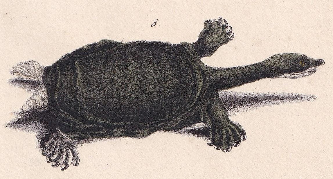 1834 SPINY SOFTSHELL TURTLE Print - Hand-Coloured Antique Print - Lacepede - Tortoise Wall Art - Animal Nature Gift - 5.8 x 8.9 Inches