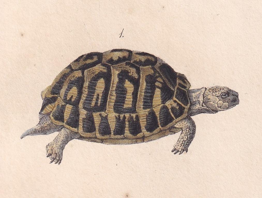 1834 GREEK & GEOMETRIC TORTOISE Print - Hand-Coloured Antique Print - Lacepede - Tortoise Wall Art - Animal Nature Gift - 5.8