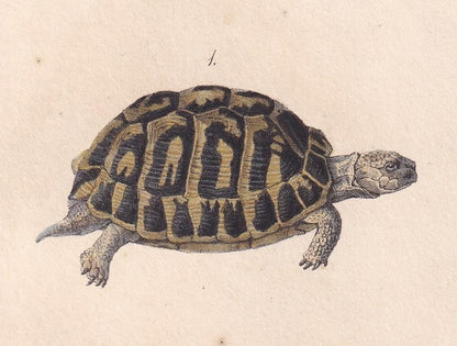 1834 GREEK & GEOMETRIC TORTOISE Print - Hand-Coloured Antique Print - Lacepede - Tortoise Wall Art - Animal Nature Gift - 5.8