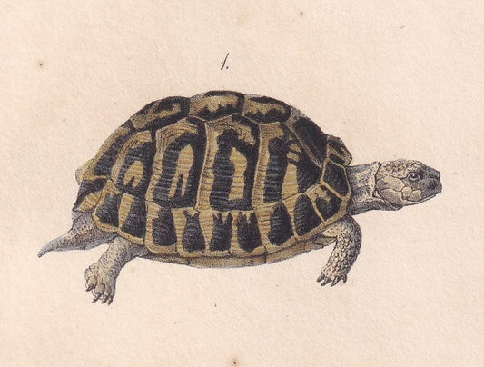 1834 GREEK & GEOMETRIC TORTOISE Print - Hand-Coloured Antique Print - Lacepede - Tortoise Wall Art - Animal Nature Gift - 5.8