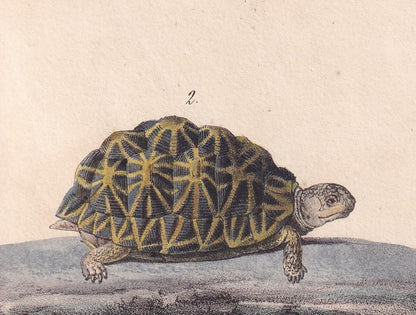 1834 GREEK & GEOMETRIC TORTOISE Print - Hand-Coloured Antique Print - Lacepede - Tortoise Wall Art - Animal Nature Gift - 5.8