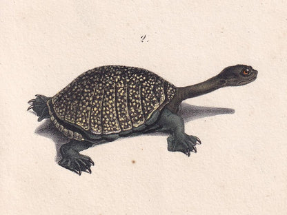 1834 TORTOISE & TURTLE Print - Hand-Coloured Antique Print - Lacepede - Tortoise Wall Art - Animal Nature Gift - 5.8 x 8.9 In