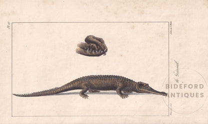 1834 GHARIAL CROCODILE Print - Hand-Coloured Antique Print - Lacepede - Crocodile Wall Art - Animal Nature Gift - 5.8 x 8.9 Inches